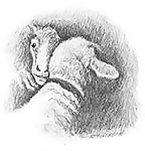 Two sheep.